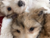 Chinese crested puppies for sale 5