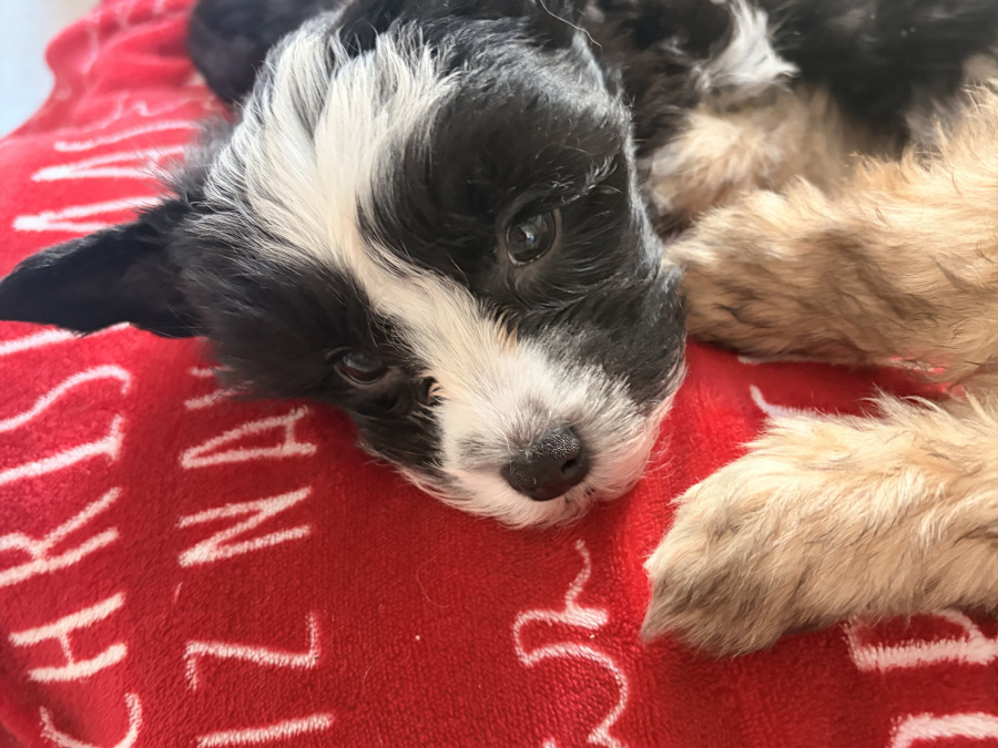 Chinese crested puppies for sale 7