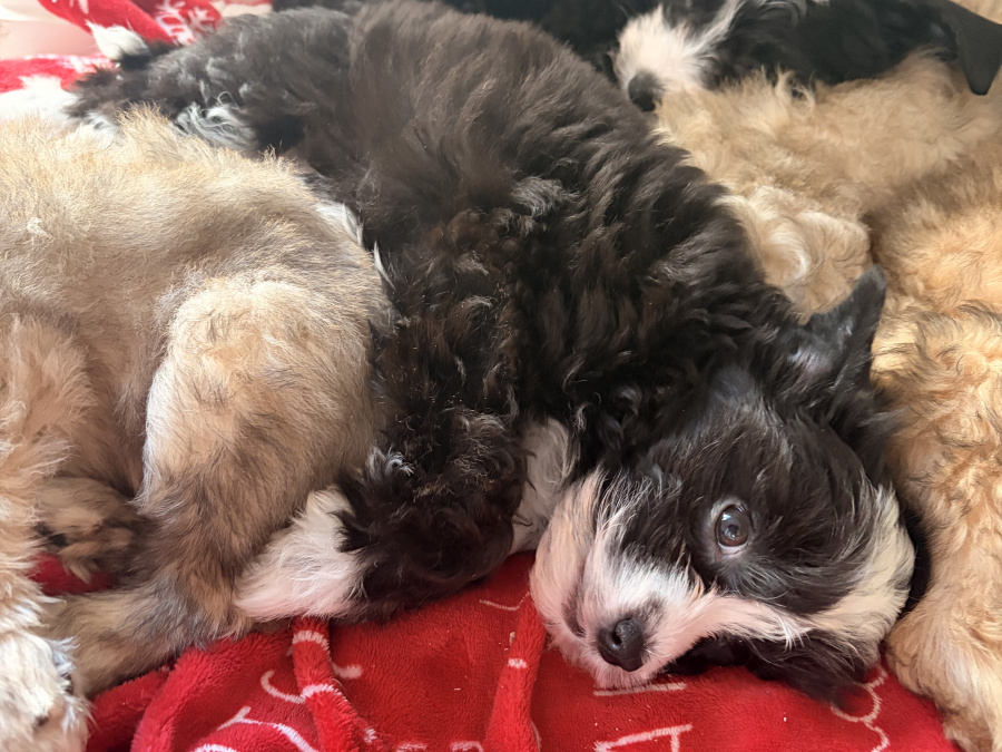 Chinese crested puppies for sale 9