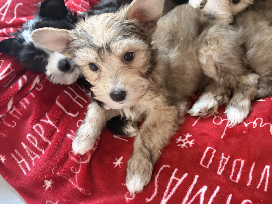 Chinese crested puppies for sale 6