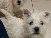 West Highland Terriers 4