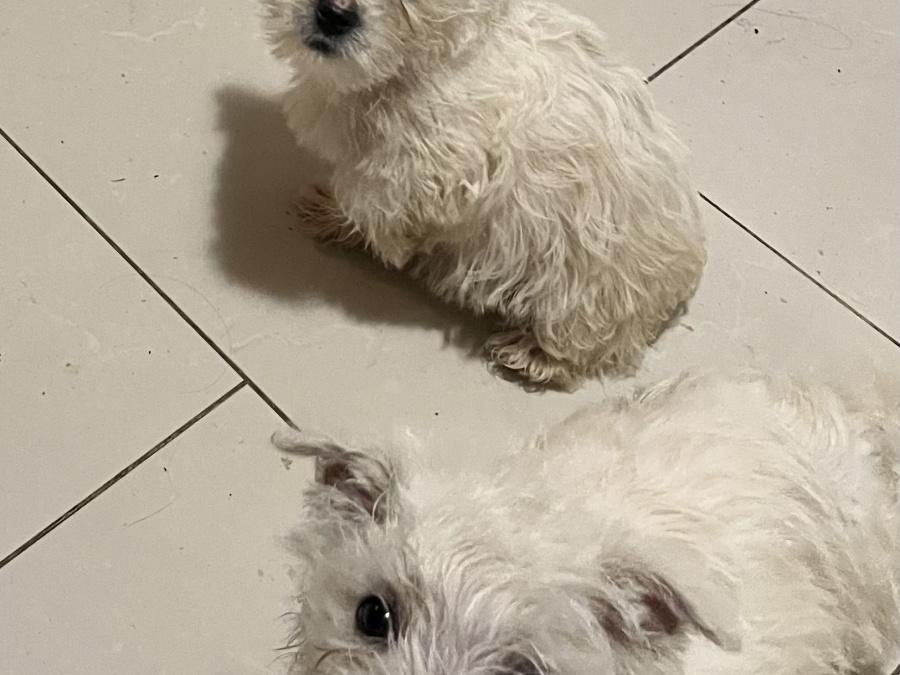 West Highland Terriers 5