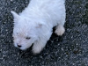West Highland Terriers 7
