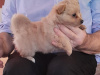 Full bred  pomperian puppy 1