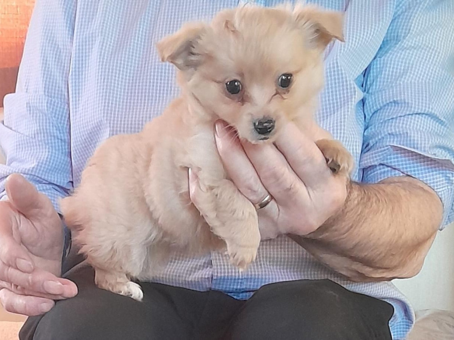 Full bred  pomperian puppy 4