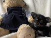 Tiny chorkie pups 1