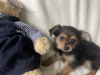 Tiny chorkie pups 4