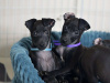 Petite Italian greyhound pups 1