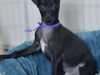 Petite Italian greyhound pups 2