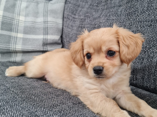 Malte Cavapoo Pups