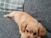 Malte Cavapoo Pups 2