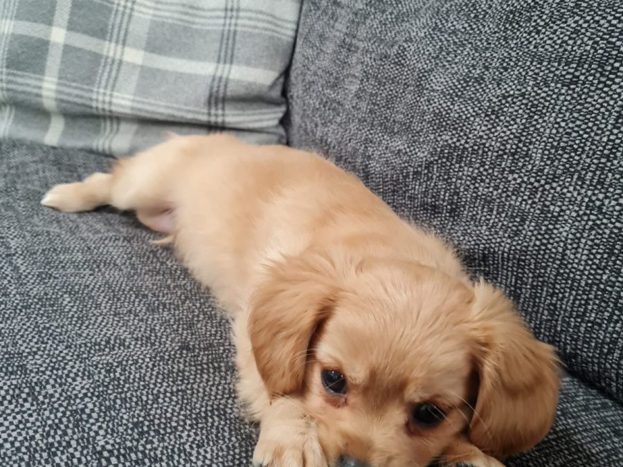 Malte Cavapoo Pups 2