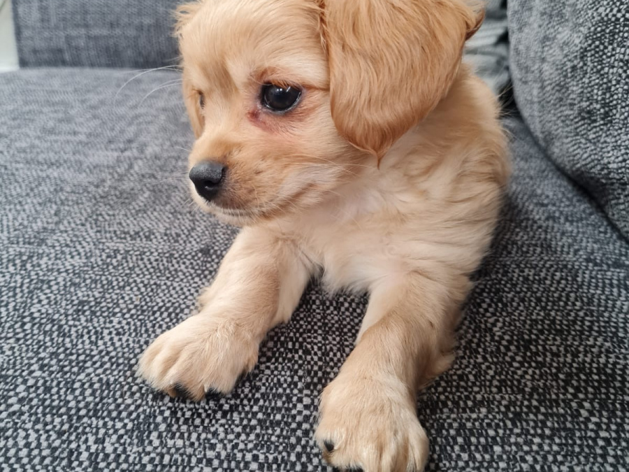 Malte Cavapoo Pups 3