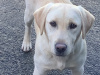 Labrador 1