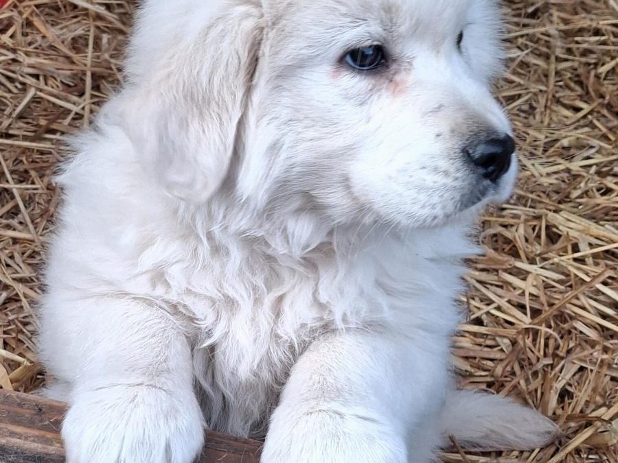 golden retriever (female) puppy 1