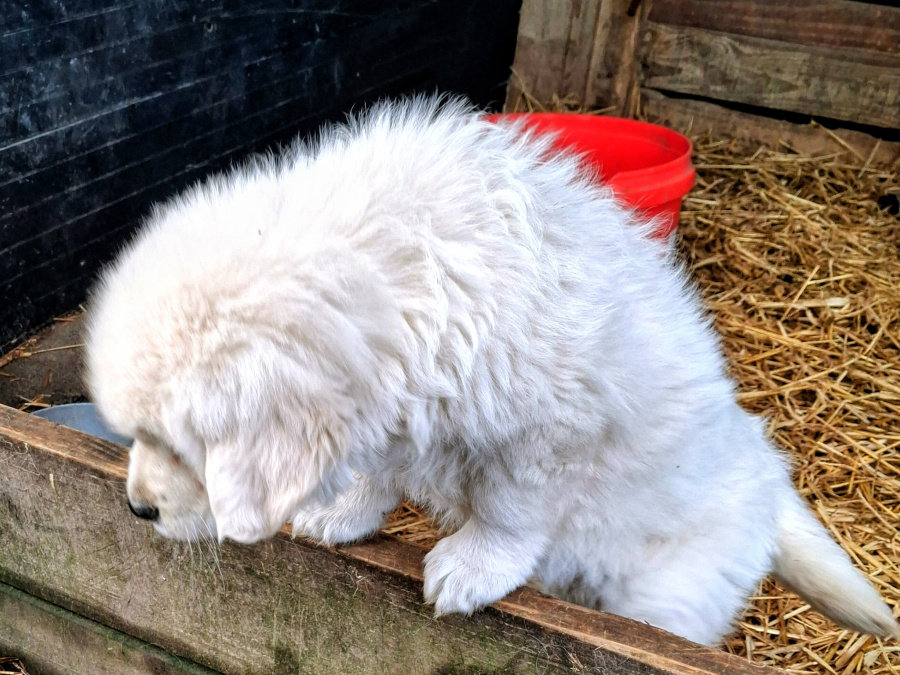 golden retriever (female) puppy 4