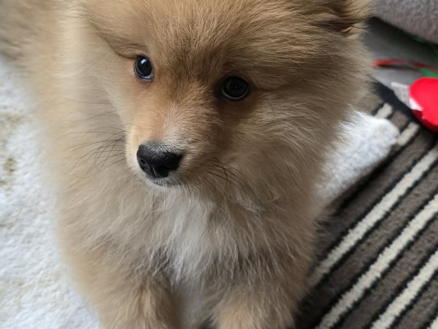 German Pomeranian 2