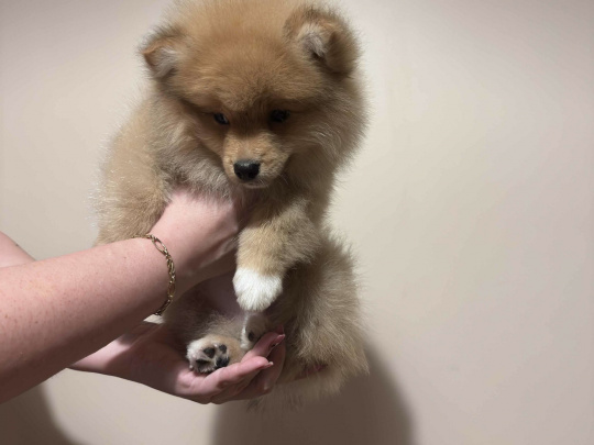 German Pomeranian