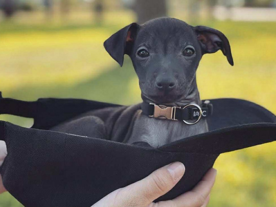 Petite Italian greyhound pups