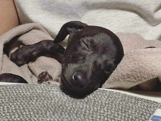 Petite Italian greyhound pups