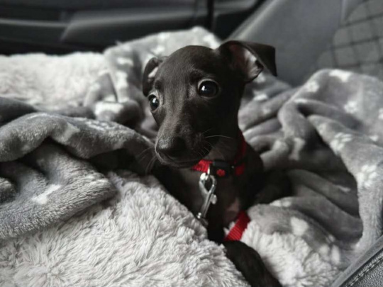 Petite Italian greyhound pups