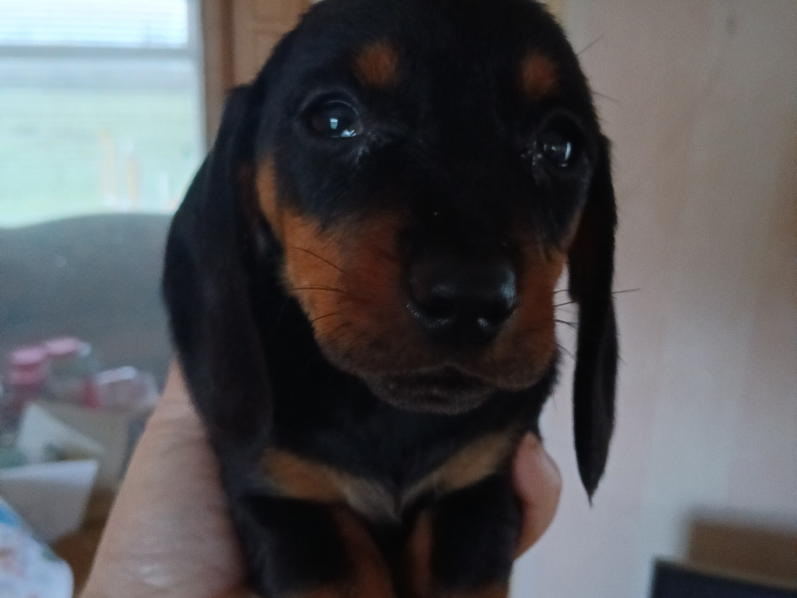 Pure miniature dachshund girl pra clear 2