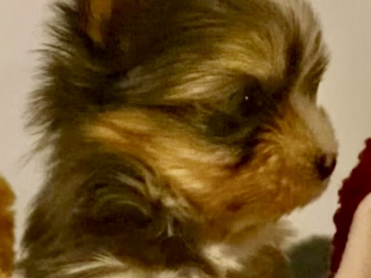 Cute blueberry Merle yorkies , Blue Eyes 3