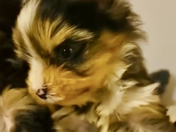 Cute blueberry Merle yorkies , Blue Eyes 1