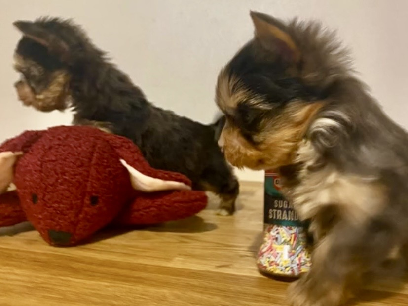 Cute blueberry Merle yorkies , Blue Eyes 2