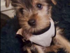 Beautiful female Yorkshire terrier 3