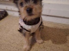 Beautiful female Yorkshire terrier 4