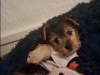 Beautiful female Yorkshire terrier 1