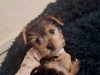 Beautiful female Yorkshire terrier 2