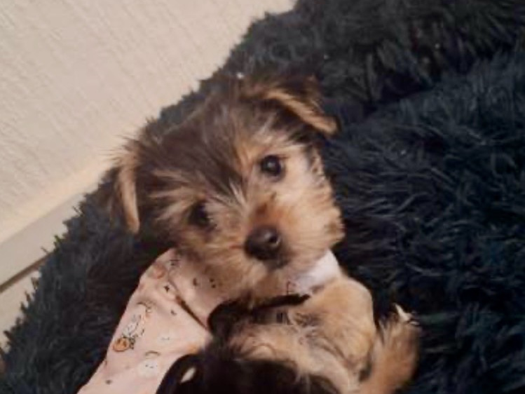 Beautiful female Yorkshire terrier 2