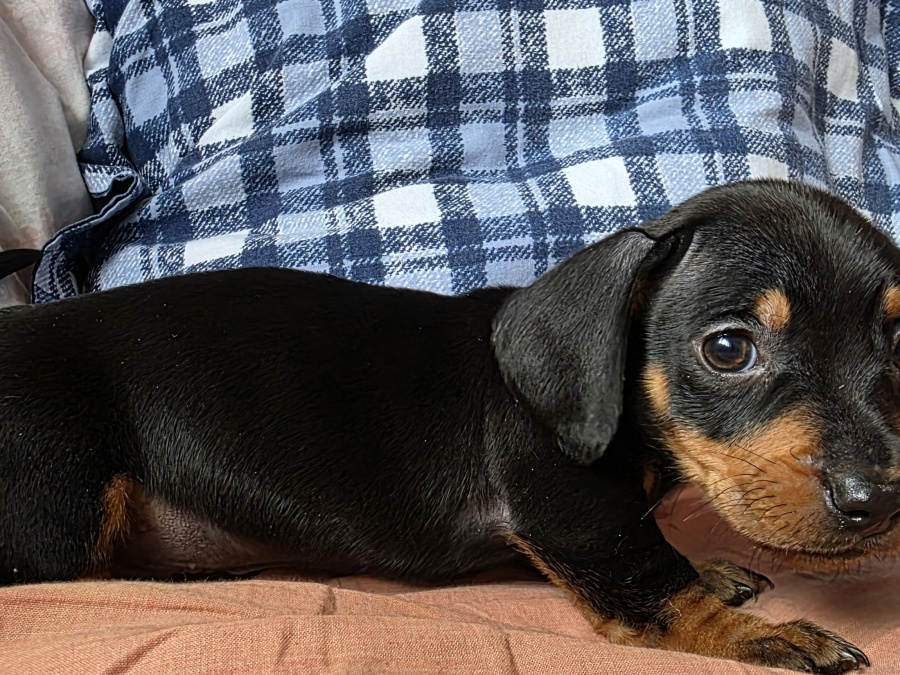 Miniature dachshund puppies in Dublin 3