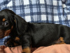 Miniature dachshund puppies in Dublin 2
