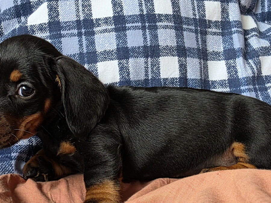 Miniature dachshund puppies in Dublin 2