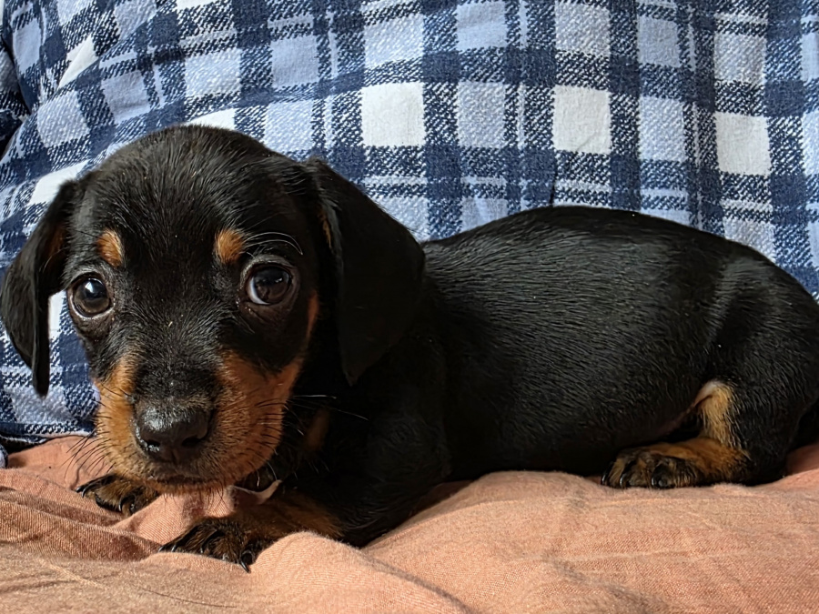 Miniature dachshund puppies in Dublin 5