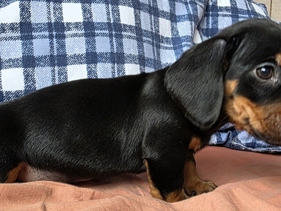 Miniature dachshund puppies in Dublin 4