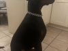 Lovely Purebred Dog Looking for a New Home 1