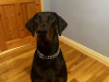 Lovely Purebred Dog Looking for a New Home 3