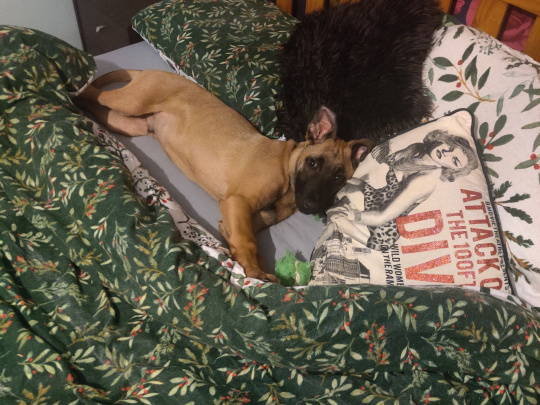 Beautiful Belgian malinois