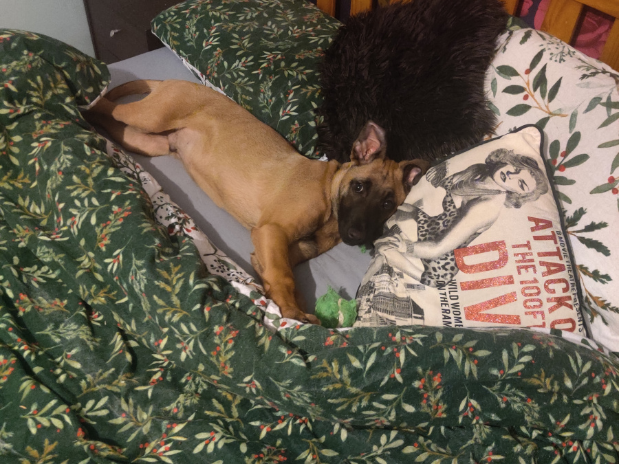 Beautiful Belgian malinois 1