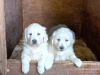 golden retriever (female) puppy 4
