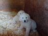 golden retriever (female) puppy 5