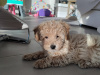 Poochon puppy 1