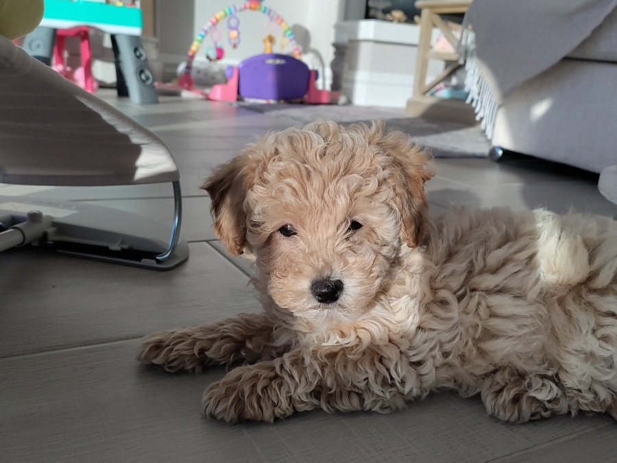 Poochon puppy 1