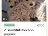 Poochon puppy 2