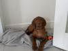 IKC Registered Hungarian Vizsla puppies – Exceptional Bloodlines 4