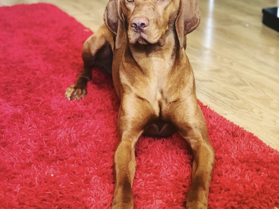IKC Registered Hungarian Vizsla puppies – Exceptional Bloodlines 7
